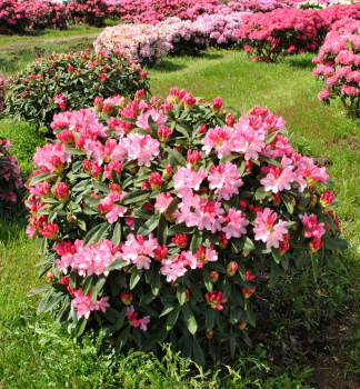 Rododendron jaku�imsk� �SNEEZY� 15-30 cm, kont. 2 l