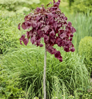 Lieska oby�ajn� �PURPLE UMBRELLA� na kmienku 180 cm, kont. 15 l