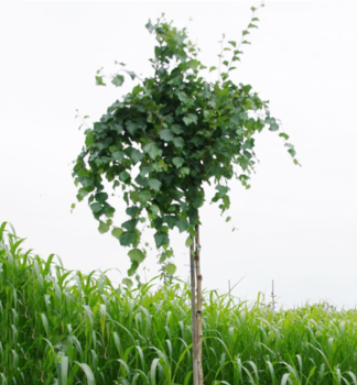 Breza previsnut� �SPIDER ALLEY� na kmienku 120 cm, kont. 7,5 l