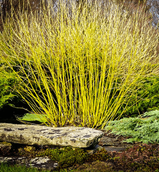 Drie� biely �BUDD�S YELLOW� 90-100 cm, kont. 2 l