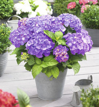 Hortenzia kalinolist� �LITTLE PURPLE� 10-15 cm, kont. 2 l