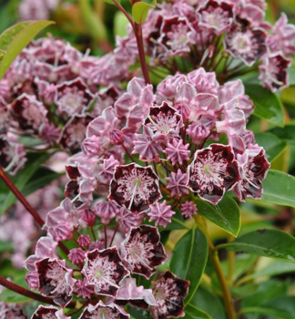 Kalmia �irokolist� �STERNTALER� 30-40 cm, kont. 4 l