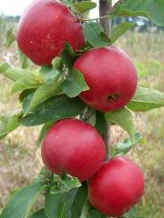Obr�zok (1)