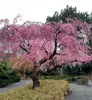 Vi��a ch�pkat� �AUTUMNALIS ROSEA� 120-150 cm, kont. 7,5 l