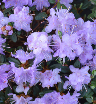 Rododendron hybridn� �RAMAPO� 20-30 cm, kont. 3 l