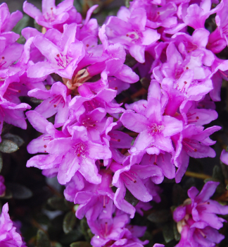 Rododendron �FROST HEXE� 20-30 cm, kont. 2 l