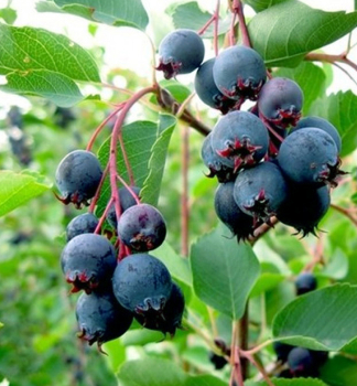 Muchovn�k jel�olist� �NORTHLINE� (Amelanchier) 40-50 cm, kont. 1 l
