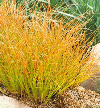 Ostrica �PRAIRIE FIRE� 30-40 cm, kont. 2 l