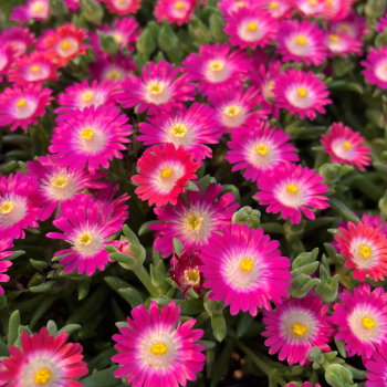 Delosperma �JEWEL OF DESERT AMETHYST�� kont. 0,5 l