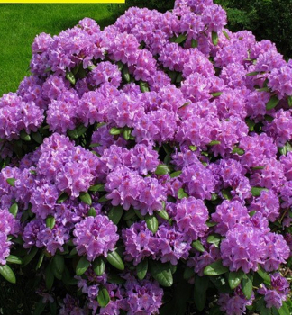 Rododendron hybridn� �ALFRED� 30-40 cm, kont. 4 l