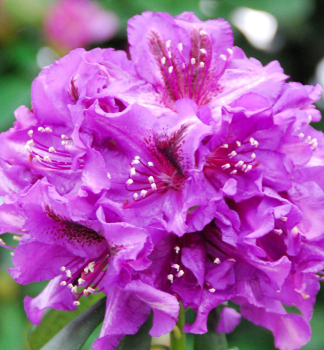 Rododendron hybridn� �ANATEVKA� �tepen�, 50-60 cm, kont. 4 l