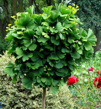 Ginko dvojlalo�n� �MARIKEN� na kmienku 50 cm, kont. 3 l