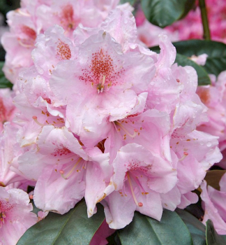 Rododendron hybridn� �SCINTILLATION� 30-40 cm, kont. 5 l