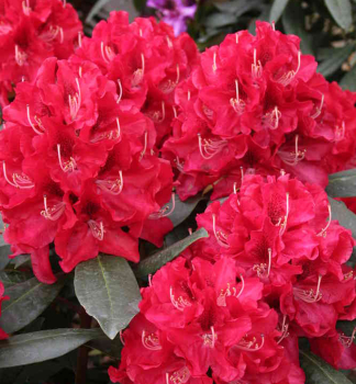 Rododendron hybridn� �KARL NAUE� 30-40 cm, kont. 4 l