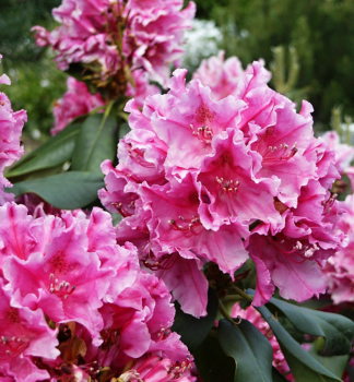 Rododendron hybridn� �CLAUDINE� 30-40 cm, kont. 4 l