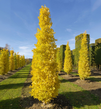 Ginko dvojlalo�n� �FASTIGIATA BLAGON� 100-110 cm, kont. 7,5 l