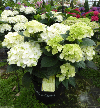 Hortenzia kalinolist� �CAIPIRINHA� 10-15 cm, kont. 4 l