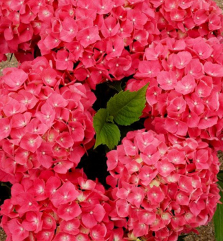 Hortenzia kalinolist� �LEUCHTFEUER� 20-30 cm, kont. 2,5 l