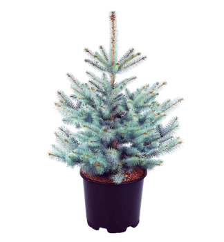 Smrek pich�av� �BLUE DIAMOND�� 15-20 cm, kont. 2,5 l