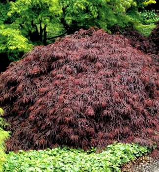 Javor dla�ovitolist� �GARNET� 50-60 cm, kont. 3 l