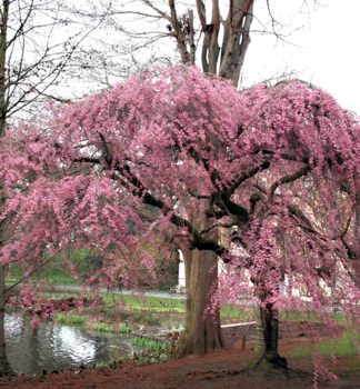 Okrasn� vi��a �PENDULA PLENA ROSEA� na kmienku 150 cm, kont. 12 l