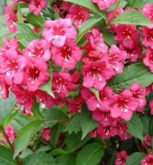 Vajgela kvetnat� �BRISTOL RUBY� na kmienku 120 cm, kont. 10 l