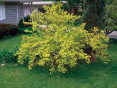 Physocarpus opulifolius �DARTS GOLD�