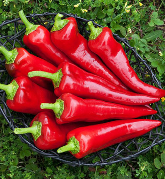 Paprika ve�koplod� �erven� �LIPARI LONG RED F1�, kont. 0,3 l