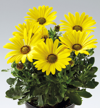 Osteospermum (africk� sedmokr�ska) �SUNNY�GLORY�, kont. 0,3 l