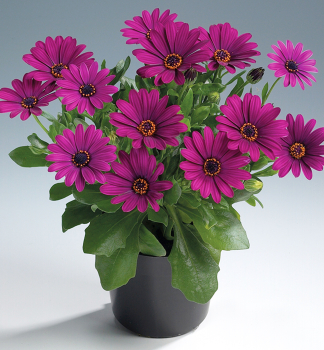 Osteospermum (africk� sedmokr�ska) �SUNNY�MARY�, kont. 0,3 l