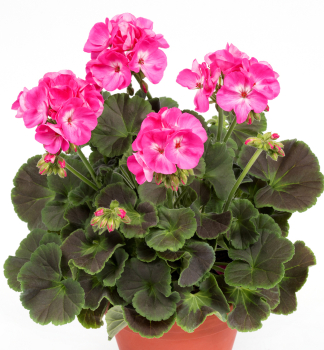 Pelarg�nia vzpriamen� �CHOCOLATE PINK� kont. 0,3 l