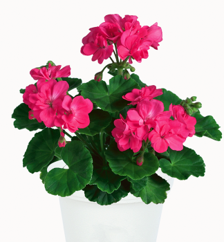 Pelarg�nia vzpriamen� �LITTLE LADY� PINK�, kont. 0,3 l