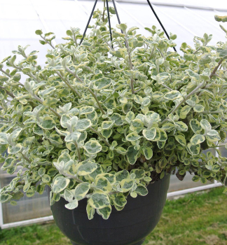 Kari korenie �VARIEGATA�, kont. 0,3 l