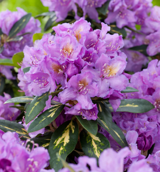 Rododendron hybridn� �GOLDFLIMMER� 30-40 cm, kont. 2 l