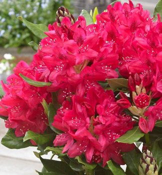 Rododendron hybridn� �NOVA ZEMBLA� 30-40 cm, kont. 5 l