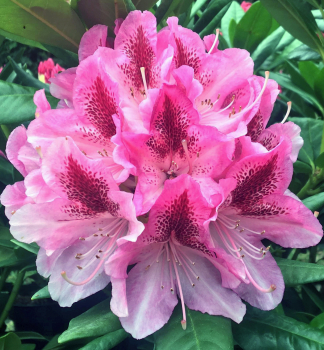 Rododendron hybridn� �COSMOPOLITAN� 30-40 cm, kont. 5 l