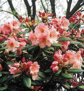 Rododendron hybridn� �VIRGINIA RICHARD� 30-40 cm, kont. 5 l
