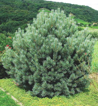 Borovica lesn� �WATERERI� 40-50 cm, kont. 5 l