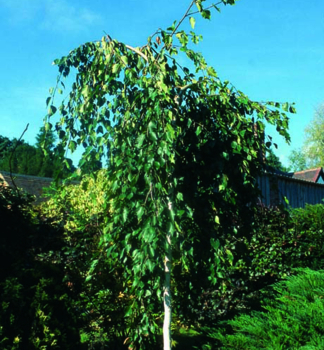 Breza himal�jska �LONG TRUNK� na kmienku 180 cm, kont. 20 l