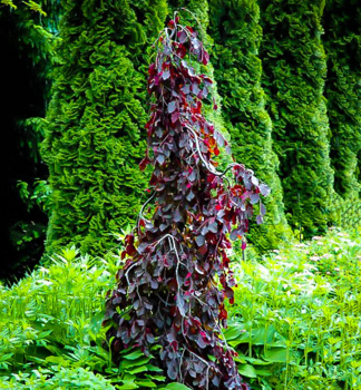 Buk lesn� �PURPLE FOUNTAIN� 80-100 cm, kont. 5 l