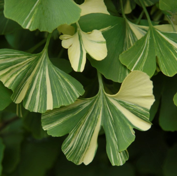 Ginko dvojlalo�n� �BEIJING GOLD� 110-120 cm, kont. 5 l