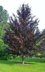Buk lesn� �ATROPUNICEA� 110-130 cm, kont. 7,5 l
