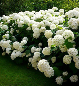 Hortenzia strom�ekovit� �HILL OF SNOW� 10-15 cm, kont. 3 l