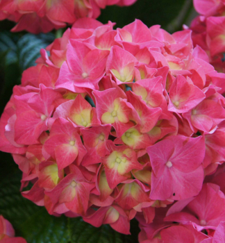 Hortenzia kalinolist� �EVERBLOOM� RED WONDER� 50-60 cm, kont. 4 l