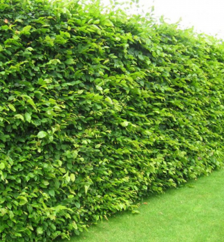 Hrab oby�ajn� 130-150 cm, kont. 5 l
