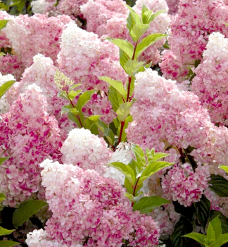Hortenzia metlinat� �VANILLE FRAISE�� 30-40 cm, kont. 4 l