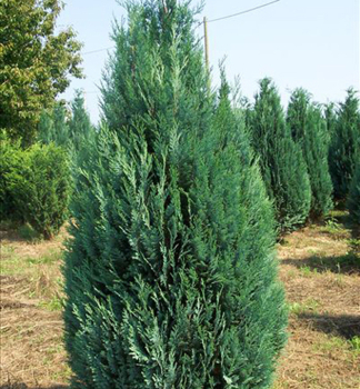 Cypru�tek Lawsonov �COLUMNARIS� 30-40 cm, kont. 2,5 l