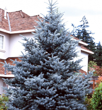 Smrek pich�av� (strieborn� jedli�ka) 50-60 cm, kont. 3 l