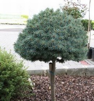 Smrek pich�av� �PALI� na kmienku 40 cm, kont. 7,5 l