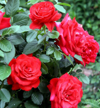 Ru�a ve�kokvet� kr�kov� �GRANDE AMORE�� ** ADR, Kordes 2004, kont. 2 l